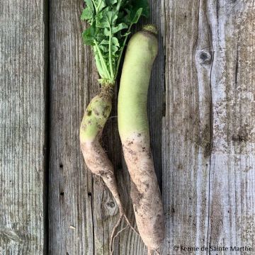 White Daïkon Mino Early Organic Radish - Ferme de Sainte Marthe seeds