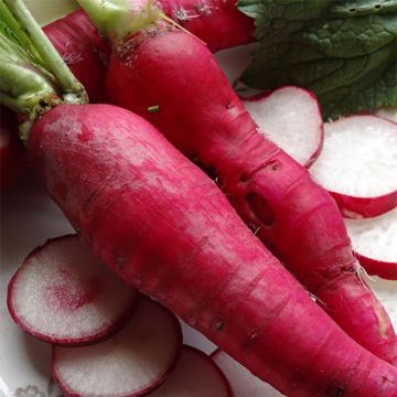 Rose d'hiver de Chine Radish