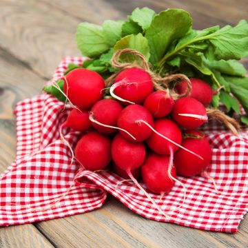 Scarlet Globe Radish