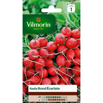 Radish Scarlet Globe - Vilmorin Seeds