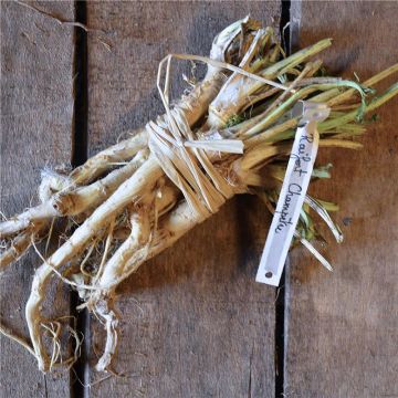 Horseradish - Ferme de Sainte Marthe seeds