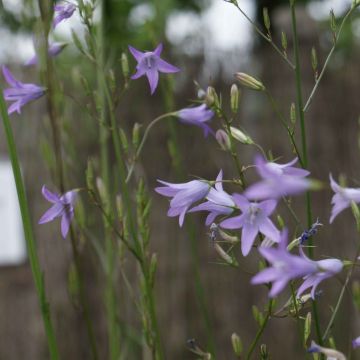 Campanula rapunculus - Rampion