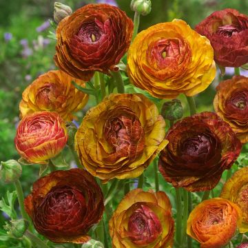 Ranunculus asiaticus Picotée Café au lait - Persian Buttercup