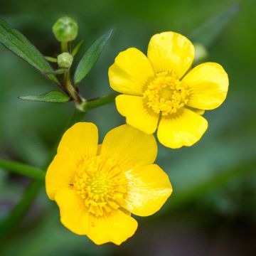 Ranunculus acris - Meadow Buttercup