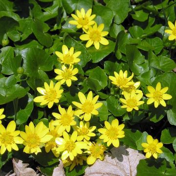 Ranunculus ficaria verna - Lesser Celandine