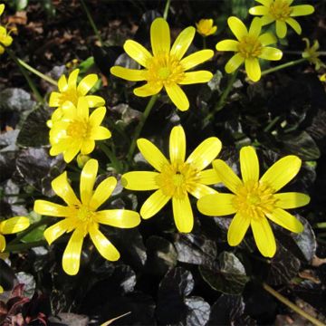 Ranunculus ficaria Brazen Hussy - Lesser Celandine