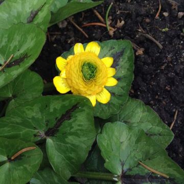 Ranunculus ficaria Collarette - Lesser Celandine