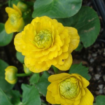 Ranunculus ficaria Flore Pleno - Lesser Celandine