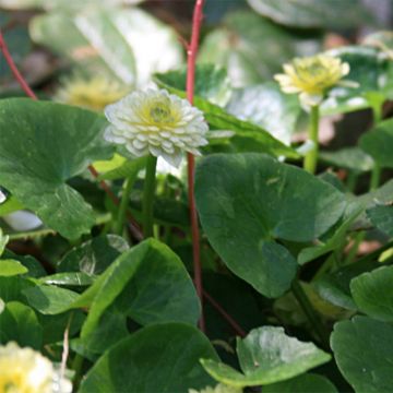 Ranunculus ficaria Ken Aslet - Lesser Celandine