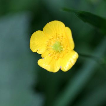 Ranunculus flammula - Lesser Spearwort