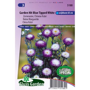 Reine Marguerite Garden Hit Blue Tipped White