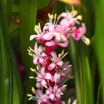 Reineckea carnea - Chinese Lucky Grass