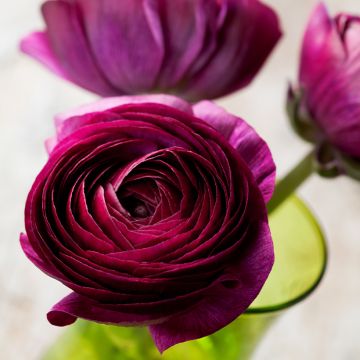 Ranunculus asiaticus Pauline Violet - Persian Buttercup