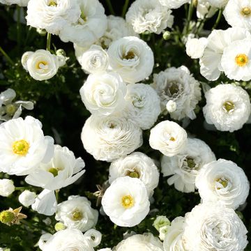 Ranunculus asiaticus White - Persian Buttercup