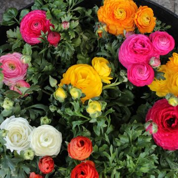 Ranunculus asiaticus Mixture - Persian Buttercup