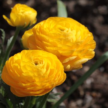 Ranunculus asiaticus Yellow - Persian Buttercup