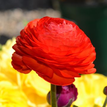 Ranunculus asiaticus Red - Persian Buttercup