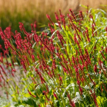 Persicaria amplexicaulis Bloody Mary - Mountain Fleece