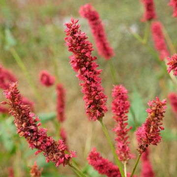 Persicaria amplexicaulis Fat Domino - Mountain Fleece