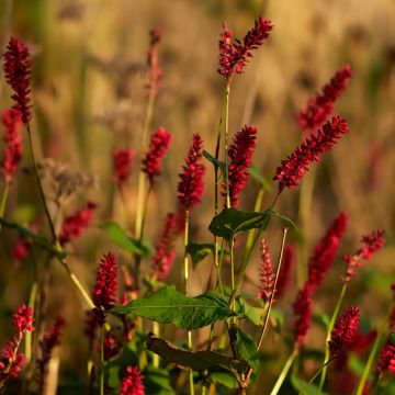 Persicaria amplexicaulis Vesuvius - Mountain Fleece