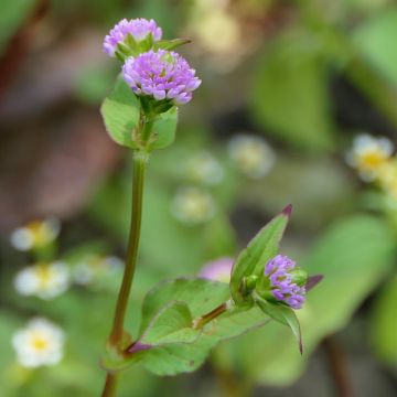 Persicaria runcinata - Knotweed