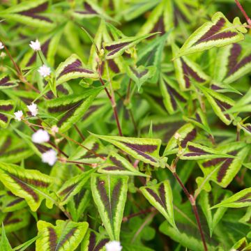 Persicaria runcinata Yunnan Giant - Knotweed