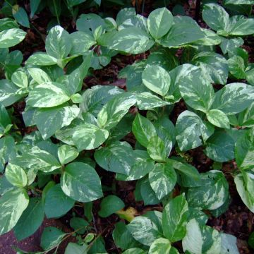 Persicaria virginiana Variegated Group