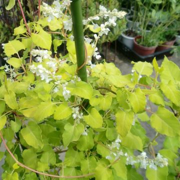 Fallopia aubertii Summer Sunshine