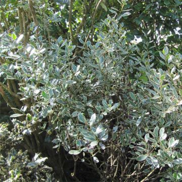 Rhamnus alaternus Argenteovariegata - Italian Buckthorn