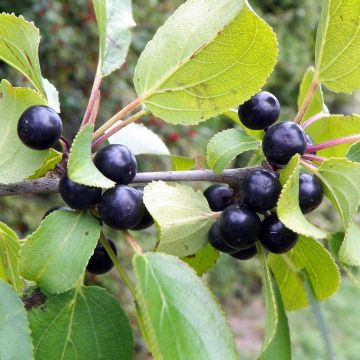 Rhamnus cathartica - European Buckthorn