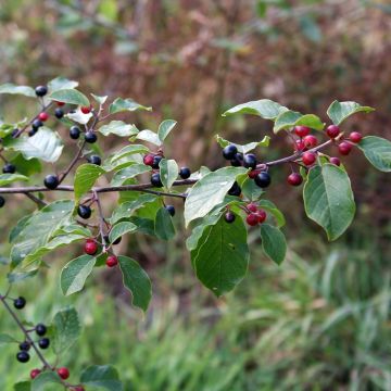 Rhamnus (Frangula) frangula (alnus) 