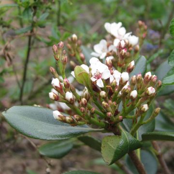 Rhaphiolepis umbellata Ovata 