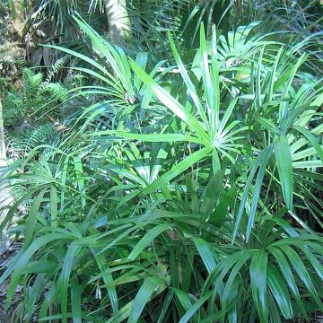 Rhapidophyllum hystrix - Needle Palm