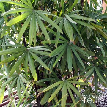 Rhapis excelsa - Broadleaf Lady Palm