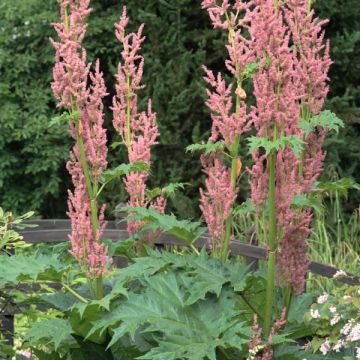 Rheum palmatum var. tanguticum - Chinese Rhubarb