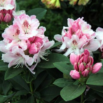 Rhododendron  Albert Schweitzer