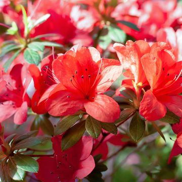 Azalea japonica Ardeur