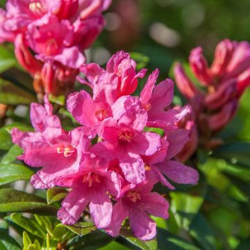 Rhododendron INKARHO Bloombux Magenta