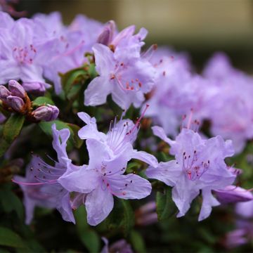 Rhododendron x impeditum Blue Tit