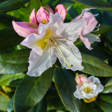 Rhododendron Cunninghams White