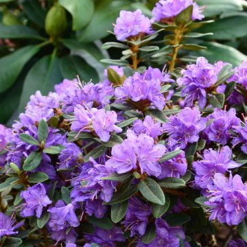 Rhododendron x impeditum Gristede