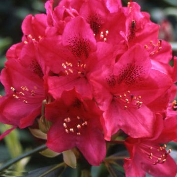 Rhododendron INKARHO Nova Zembla