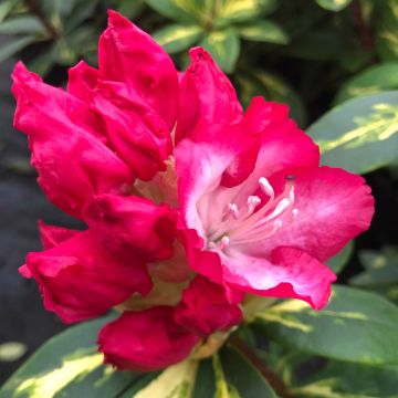 Rhododendron President Roosevelt