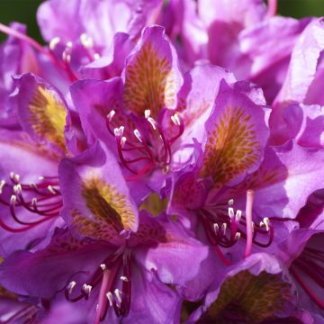 Rhododendron Red Eye