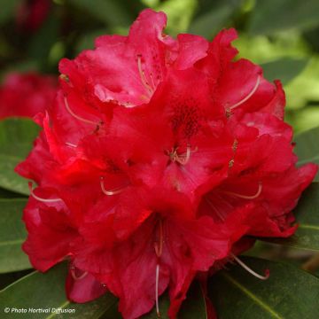 Rhododendron Wilgens Ruby