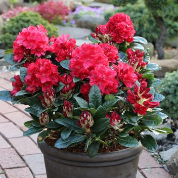 Rhododendron Lisetta