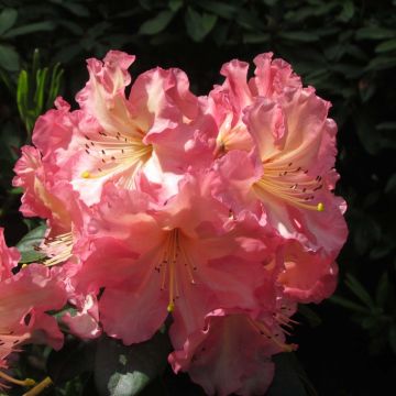 Rhododendron Naselle