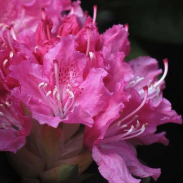 Rhododendron Rocket