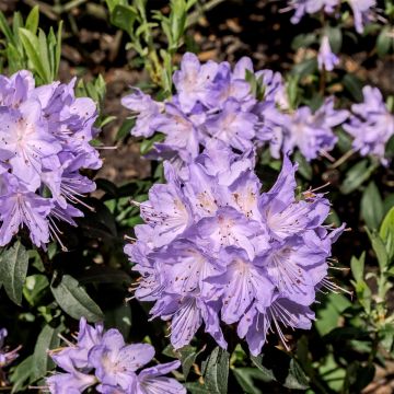 Rhododendron (x) impeditum Ramapo