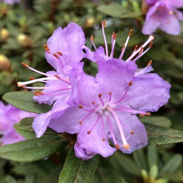 Rhododendron impeditum - Rhododendron nain